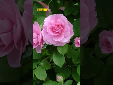 市川の里見公園バラ園の春薔薇見頃です The spring roses at Satomi Park Rose Garden in Ichikawa are in full bloom. #4k