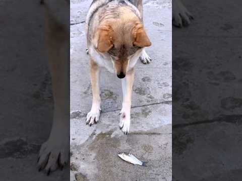 TitleThis Wolf Tries Fish for the First Time! 🐺 #Shorts