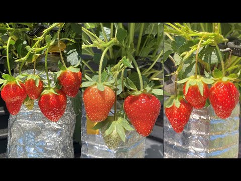 ペットボトルでも大きいイチゴが半年間採り放題 / How to pick many large strawberries in plastic bottles for six months.