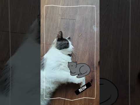 when fluffy sick - cat sick symptom| cat illnesses