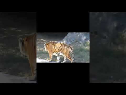 Lion thicker Short #tigerlion #siberian #tiger