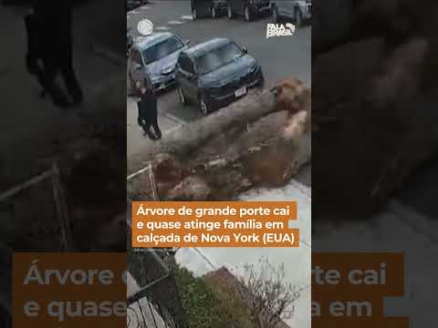 Árvore de grande porte cai e quase atinge família em calçada de Nova York (EUA) #Shorts #FalaBrasil