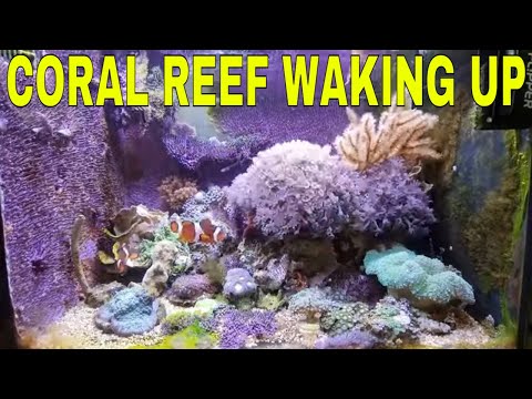 Mini Coral Reef Coming To Life First thing in the morning , Watch the reef come to life