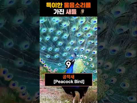 특이한 울음소리를 가진 새들 #shorts