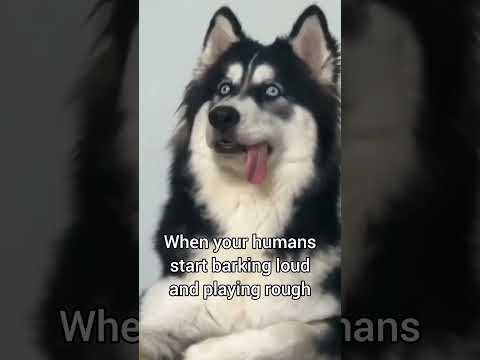 Well, at least I THINK they in love... 🤔 #shorts