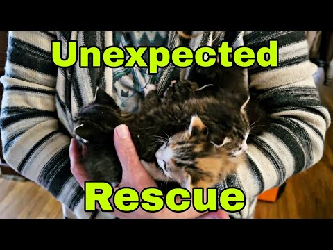 Unexpected Rescue and its not Fish ❤️ If you find my content helpful, become a channel member  and get access to perks_
https_//www