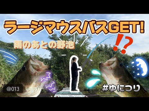 ゆにつりvol.13【雨の後の野池でラージマウスバス!】