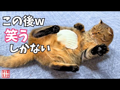 信じられますか？猫にホタテ乗せると〇〇〇になる噂は本当でした。