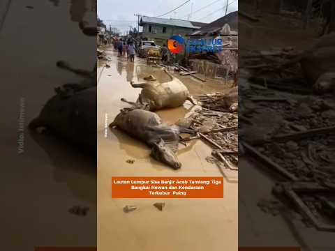 Lautan Lumpur Sisa Banjir Aceh Tamiang: Tiga Bangkai Hewan dan Kendaraan Terkubur Puing