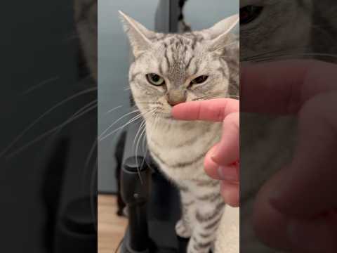 猫の動画サムネイル - イカ耳だけど本当は嬉しいツンデレ猫です...笑 #shorts #猫 #cat