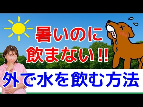 【犬 水飲まない】そうなの！？飼主さん必見！水を飲まない理由と解決法！犬のしつけエマチャンネル！【犬のしつけ＠横浜】