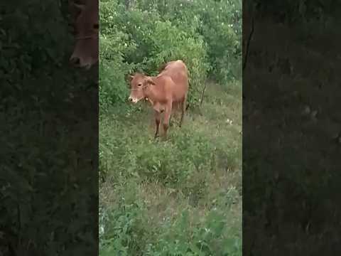 10 अक्तूबर 2025 #cow #animals #nature #ख़बर1इंडिया #villagelife #cowvideos #shortfeed #status #song