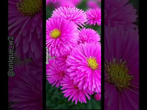 beautiful flowers 🌸🌺🌹#flowers #trending #nature #naturalbeauty #love #beautful #ytshorts