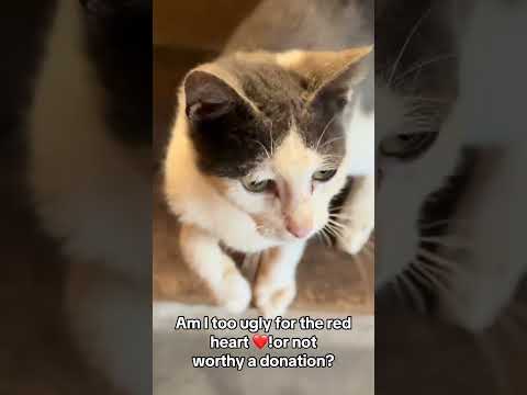 My engagement is really low, a simpleheart or $1 wil help afford a meal.Donate link in bio.#help