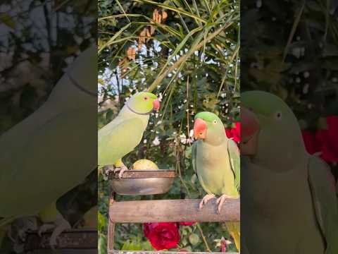 Natural Parrot Sounds #parrot #birds #nonstoptalkingparrot