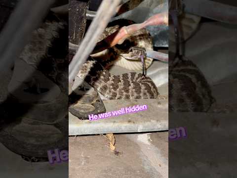 Rattlesnake in the dark 🐍 Not happy to see me #snake #california #youtube #fypシ #bite