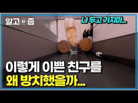 파양 <strong>샵</strong> 유기견의 극심한 분리불안, 잊히지 않는 트라우마 치유할 수 있을까? #몰아볼교양
