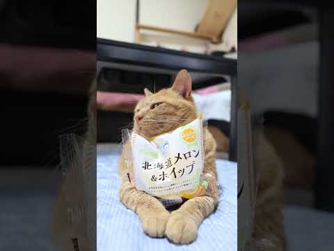 北海道メロン&ホイップ 250722 #cat #cute #猫のいる暮らし #ネコ #ねこ #kitten #猫のいる生活 #cutecat #のせ猫