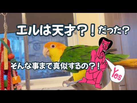 あの大人しいエルが実は天才だった！？人を模倣するシロハラインコ