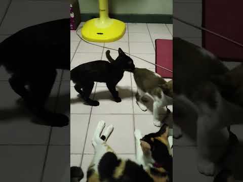 พี่น้องหยอกกัน#แมวน่ารัก #แบบกวนๆ😂