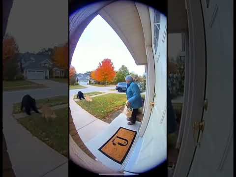 Golden Retriever Vs Bear To Protect The Owner #dogshorts #wildlife #bear