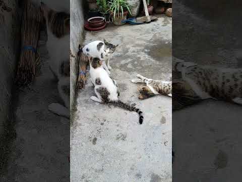 His name is John Cena 😼😂 #funnycat #catshort #catlove #kittens #fight #comedyshorts #catcore