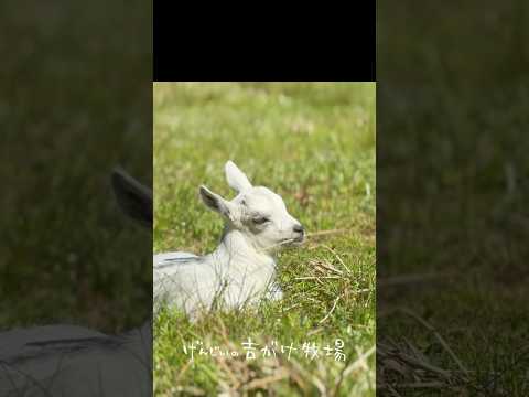 もぐもぐしながらくつろぐ子ヤギ #animals #動物