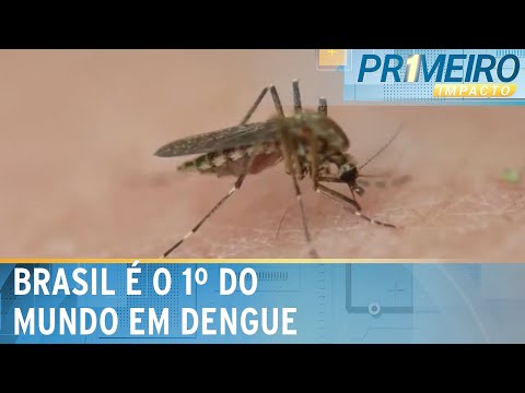 Brasil tem 80% dos casos de dengue em todo o mundo, de acordo com a OMS |Primeiro Impacto (04/06/24)