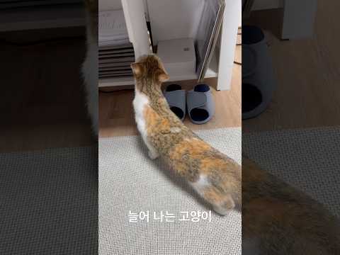 늘어 나는 고양이 금비 <strong>유신쇼</strong>