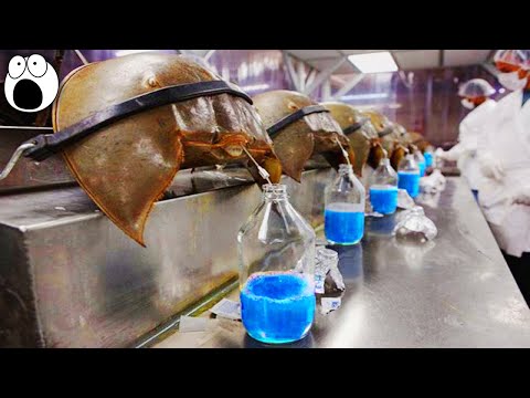 Top 10 Most Expensive Liquids In The World - UCkQO3QsgTpNTsOw6ujimT5Q