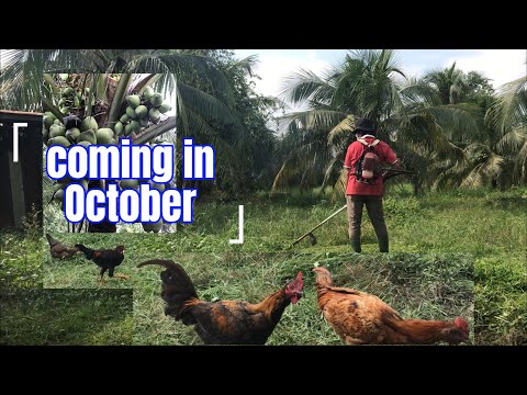 Getting My Garden Ready for October! (Mowing, Compost & Planting)