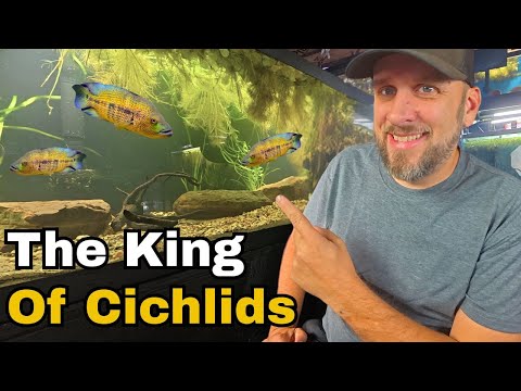 The Biggest and Most Aggressive Cichlids in the Wo Dovii Cichlid. Wolfe Cichlid

Uncommon Aquatics is a place for all lovers of fish keeping and water 