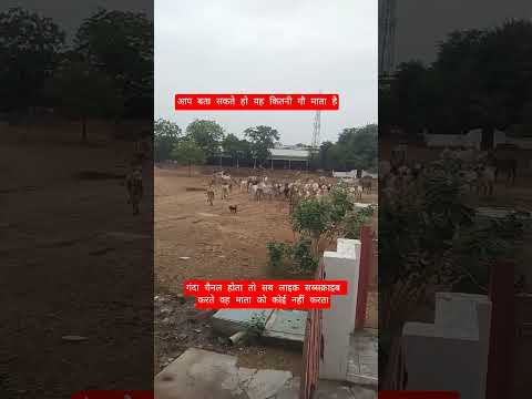 यह बच्चा गौ माता को मार रहा है #motivation #100millon #cow #13million #gaumata #funny