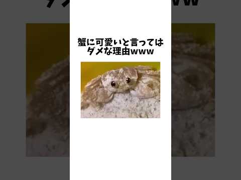 猫の動画サムネイル - カニに可愛いと言うと起こる悲惨な現実