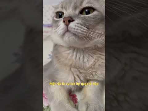 Cái kiểu nó vậy đó #linhmientay #cat #xuhướng #pets #cute