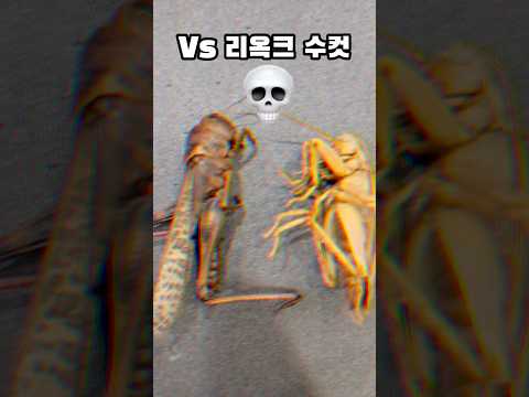 한국에 괴물 메뚜기가 산다고?! 한국 메뚜기 클라스! #섬풀무치 #풀무치 #메뚜기 #곤충 #locust #insects #사마귀 #왕사마귀 #장수말벌 #표본 #곤충표본