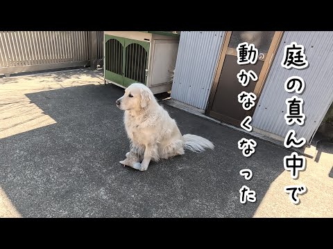 【4歳大型犬原因不明】おもちゃを咥えてきて庭の真ん中で動かんようになりました・・・。　#メイちゃんねる