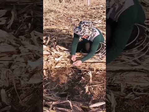 #automobile #foodproduction #amazingmachinery #machinerychannel #agriculture #farm #foodindustry