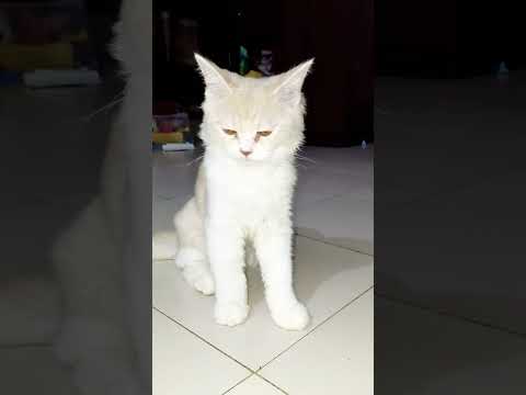 Cat Funny Video #cat #funnycat