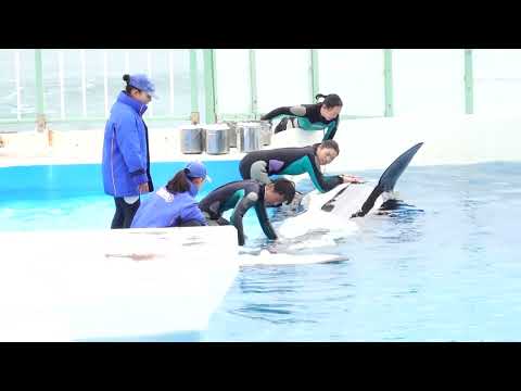 鴨川シーワールドでシャチを見る体験レポート【2024年1月訪問】 サムネイル