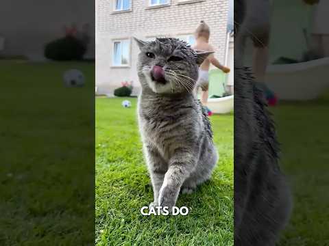 Cats Don’t Sweat Like You Think! 🐈