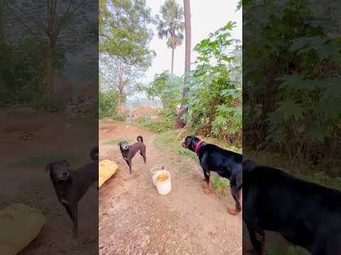 When Power Meets Rage – Rottweiler vs Wild Desi Dog 😱 #Rottweiler #DesiDog #DogFight #DogAttitude