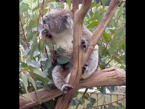 Koalas At Gorge Wildlife Park