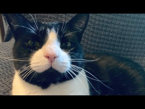 Grateful Ferals Lazy Weekend Bonding