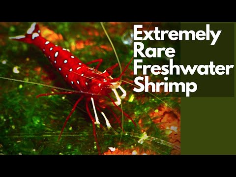 How to Set Up a Beginner Sulawesi Cardinal Shrimp  I tried to make it simplistic so people who want to set up a Sulawesi shrimp tank can take some info