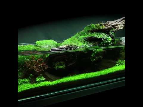 Simplicity Aquascape Preview (full video coming so The Art of Aquascaping Book now is available to download- https_//www.thegreenmachineonline.com/aqua