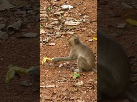Monkey video Prank monkey #funny #monkey #monkeyvideo #animals #funnyanimal #monkeyshow #animals