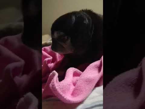 黒パグ小梅🐶寝ぼけてる小梅😴