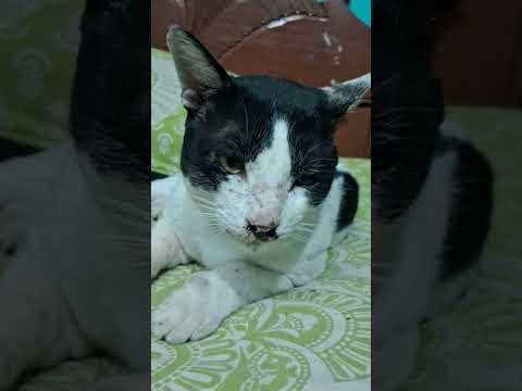 meaw meaw Khushi #share #cat #khushiisplaying #dancelove #like #cute #khushidancinglights #subscribe