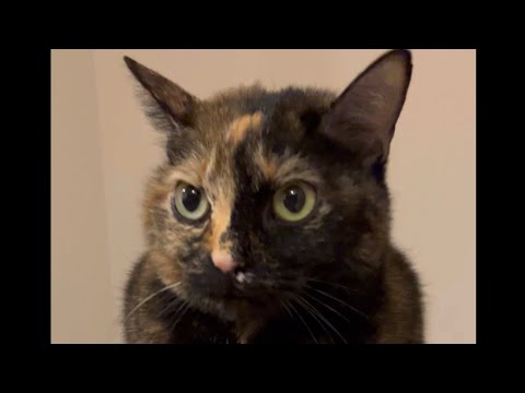 秋、ふんわりしてきた猫【My fluffy cat in autumn】